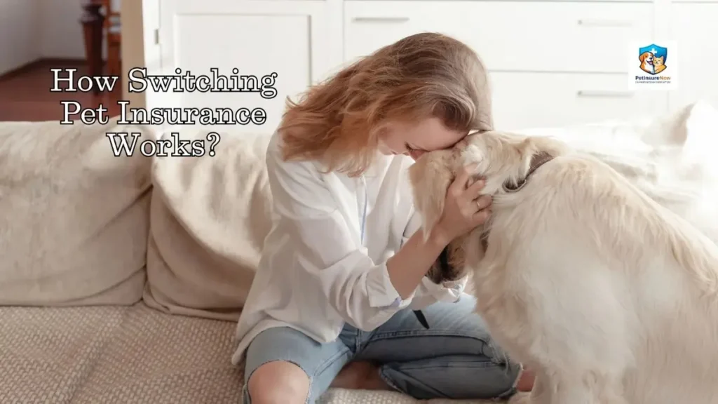 How Switching Pet Insurance Works