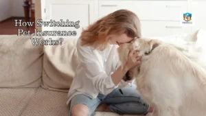 How Switching Pet Insurance Works